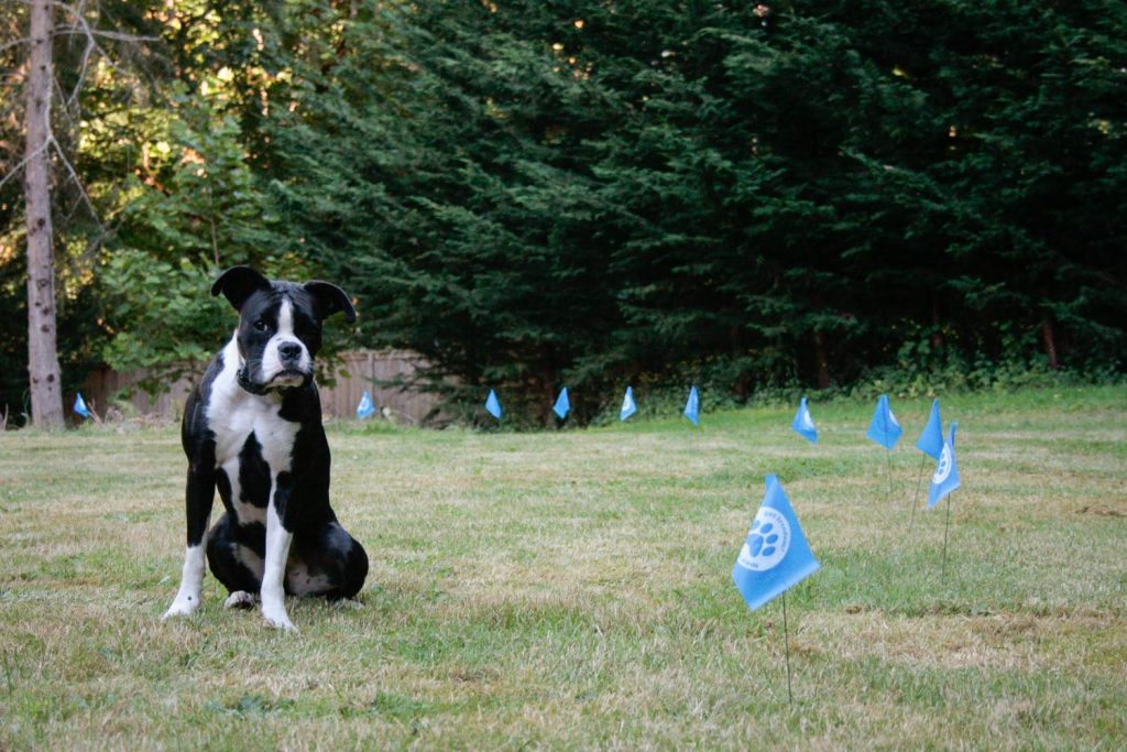 Benefits Of A Wireless Fence